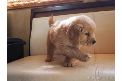 成約済の山梨県のゴールデンレトリーバー-171140の5枚目